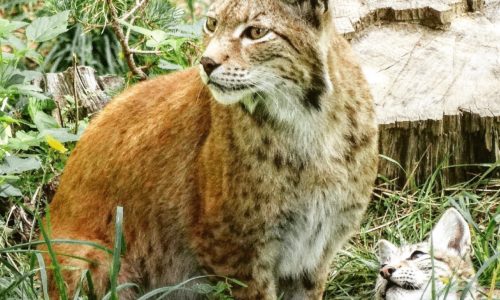 Lynx wild life
