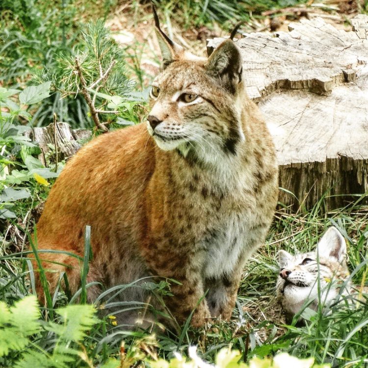 Lynx wild life